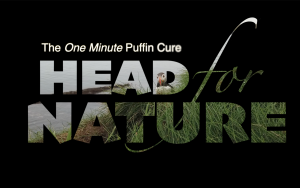 The One Minute Puffin Cure