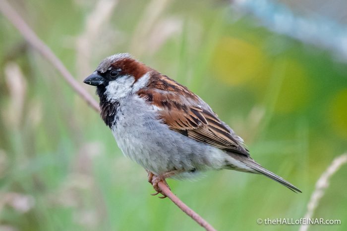 House Sparrow - The Hall of Einar - photograph (c) David Bailey (not the)