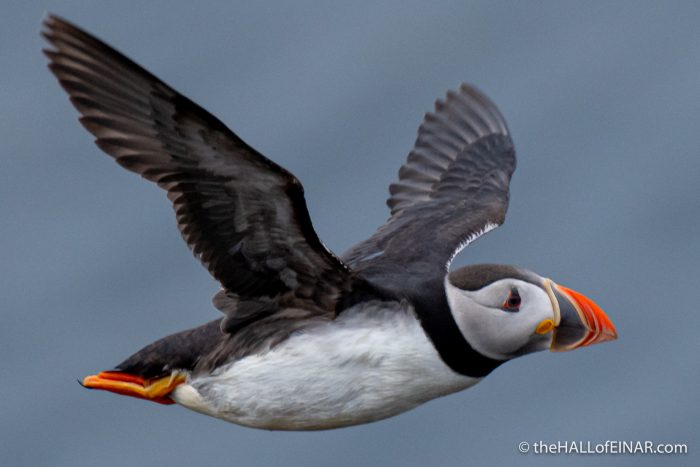 Puffin - The Hall of Einar - photograph (c) David Bailey (not the)