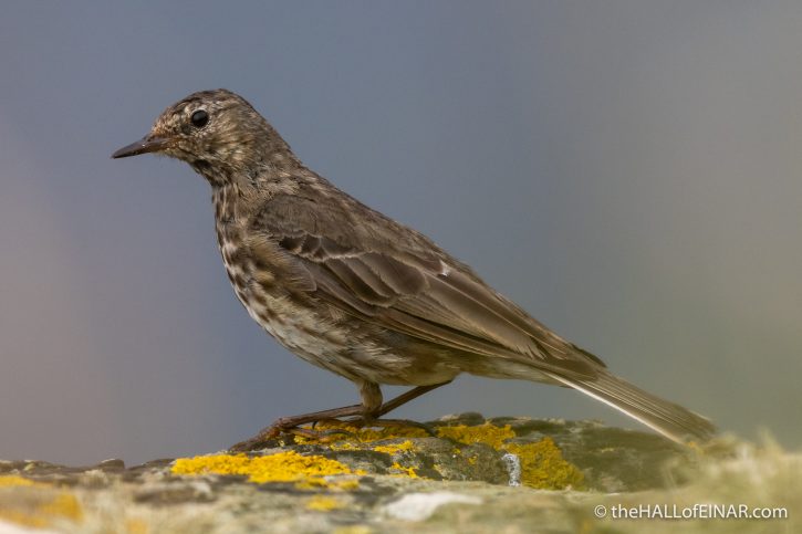 Rock Pipit - The Hall of Einar - photograph (c) David Bailey (not the)