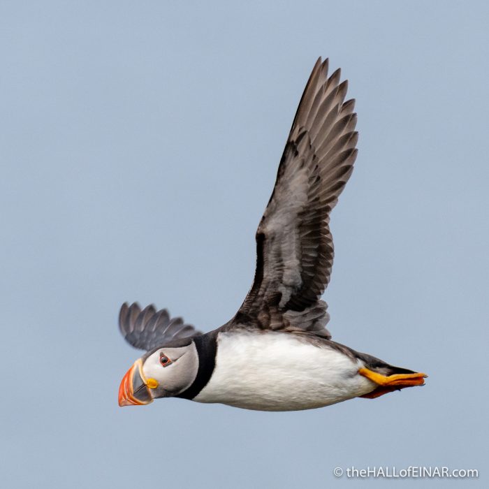 Puffin - The Hall of Einar - photograph (c) David Bailey (not the)