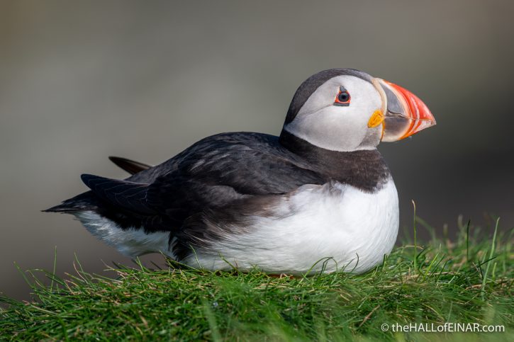 Puffin - The Hall fo Einar - photograph (c) David Bailey (not the)