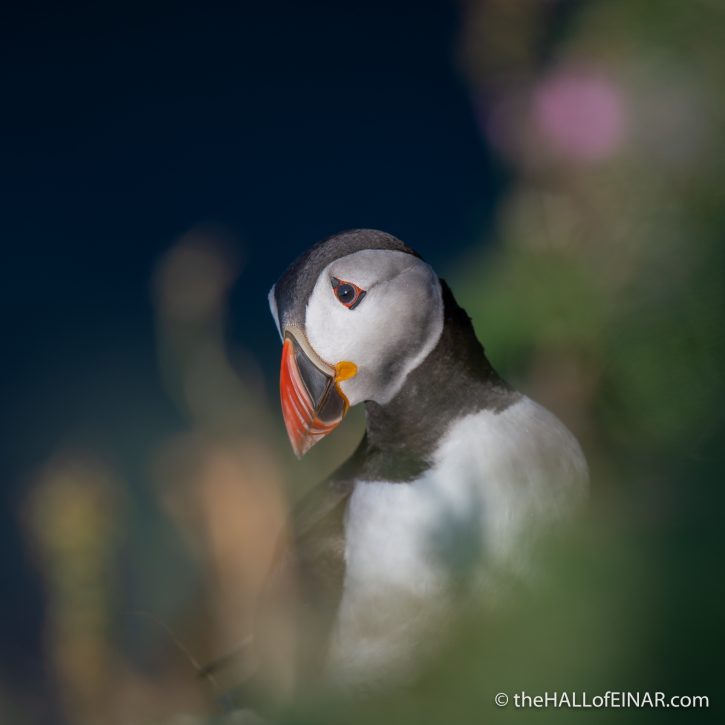 Puffin - The Hall fo Einar - photograph (c) David Bailey (not the)