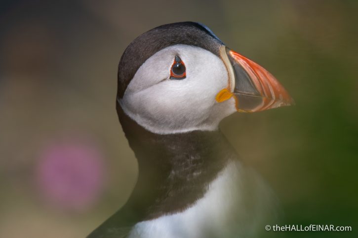 Puffin - The Hall fo Einar - photograph (c) David Bailey (not the)