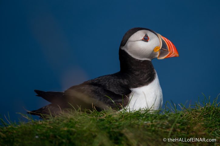 Puffin - The Hall fo Einar - photograph (c) David Bailey (not the)