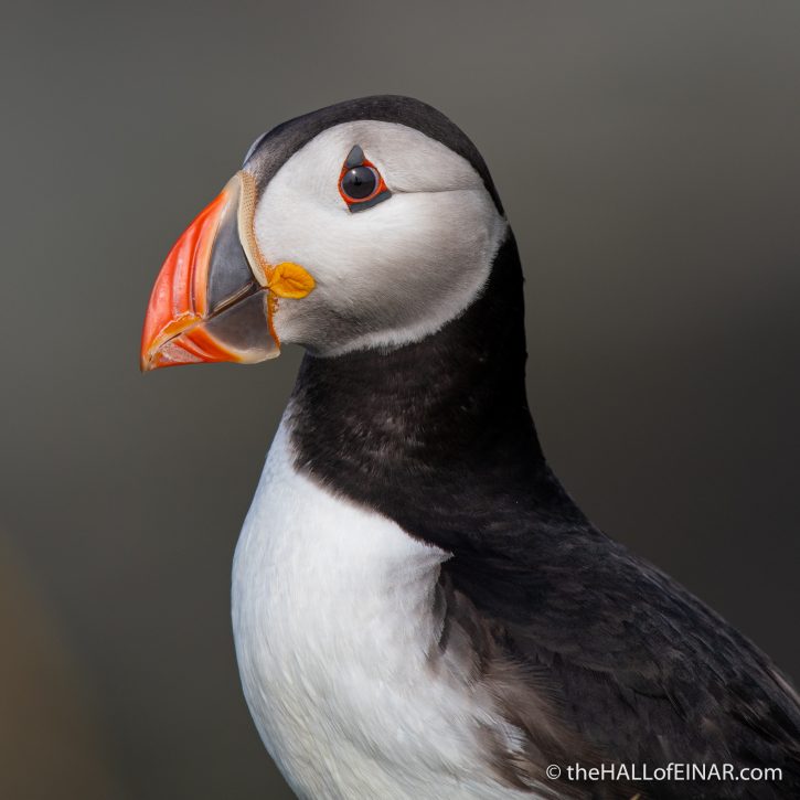 Puffin - The Hall fo Einar - photograph (c) David Bailey (not the)