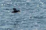 Black Guillemot with Butterfish - The Hall of Einar - photograph (c) David Bailey (not the)