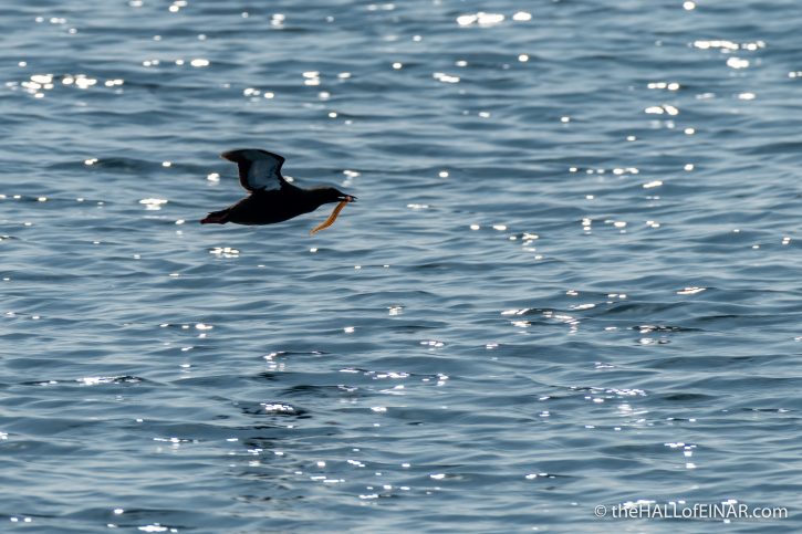 Black Guillemot with Butterfish - The Hall of Einar - photograph (c) David Bailey (not the)