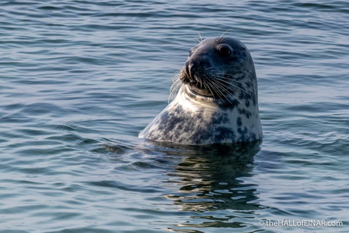 Grey Seal - The Hall of Einar - photograph (c) David Bailey