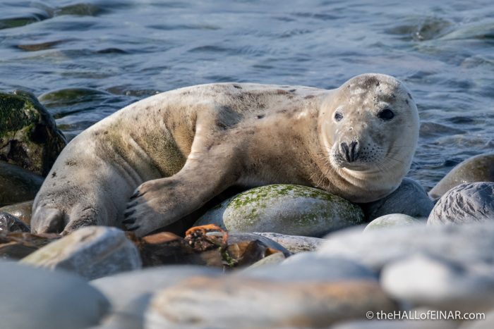 Grey Seal - The Hall of Einar - photograph (c) David Bailey