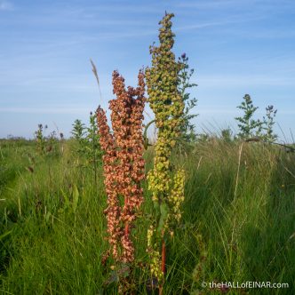 Dock - The Hall of Einar - photograph (c) David Bailey (not the)