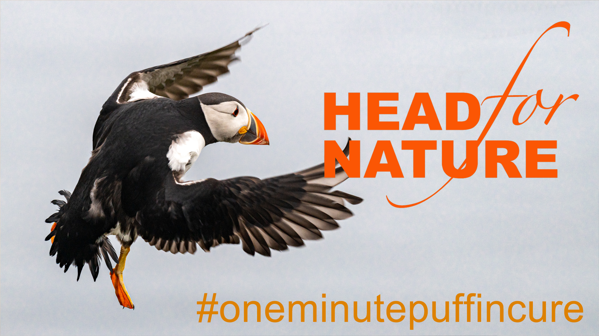 The One Minute Puffin Cure #6 – David at the HALL of EINAR