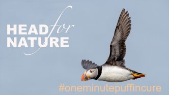 One Minute Puffin Cure #7