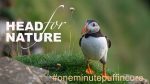 One Minute Puffin Cure #8