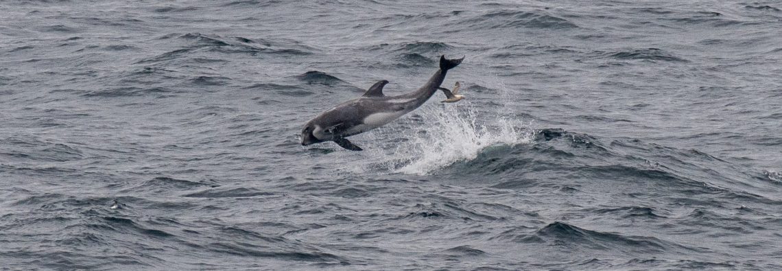 Risso's Dolphin - The Hall of Einar - photograph (c) David Bailey (not the)