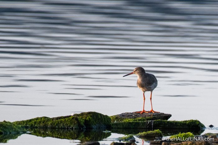 Redshank at the Peedie Sea - The Hall of Einar - photograph (c) David Bailey (not the)