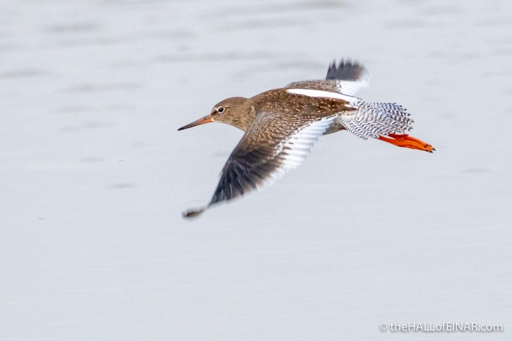 Redshank at the Peedie Sea - The Hall of Einar - photograph (c) David Bailey (not the)