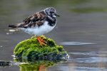 Turnstone at the Peedie Sea - The Hall of Einar - photograph (c) David Bailey (not the)