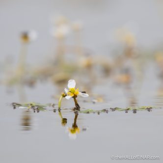 Water Crowfoot - The Hall of Einar - photograph (c) David Bailey (not the)