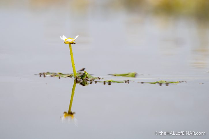 Water Crowfoot - The Hall of Einar - photograph (c) David Bailey (not the)