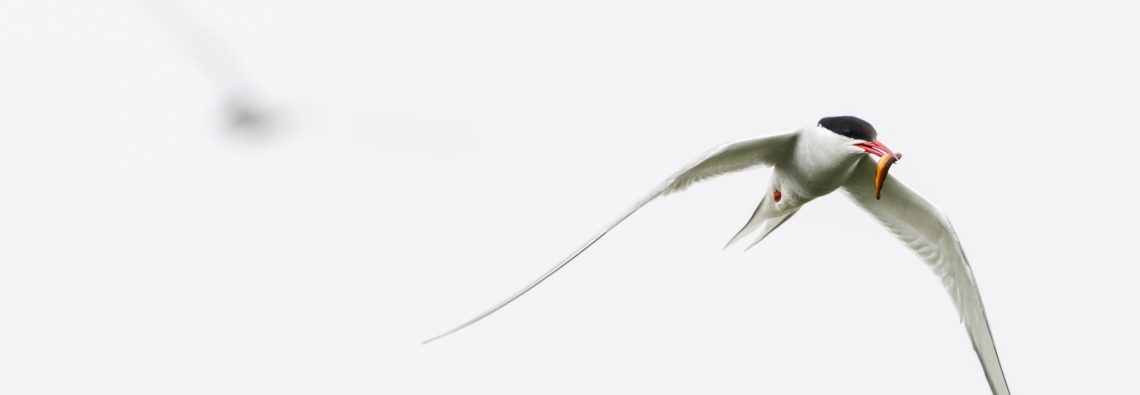 Arctic Tern - The Hall of Einar - photograph (c) David Bailey (not the)