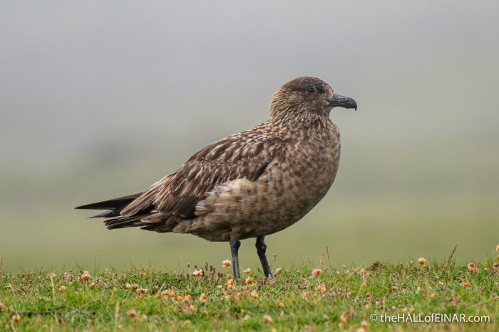 Great Skua - The Hall of Einar - photograph (c) David Bailey (not the)