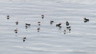 Puffins - The Hall of Einar - photograph (c) David Bailey (not the)