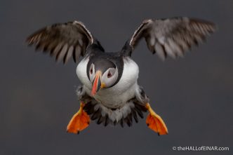 Puffins - The Hall of Einar - photograph (c) David Bailey (not the)