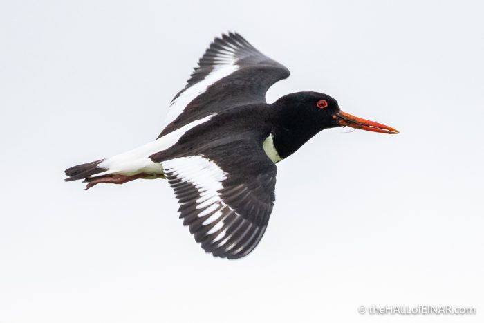 Oystercatcher - The Hall of Einar - photograph (c) David Bailey (not the)