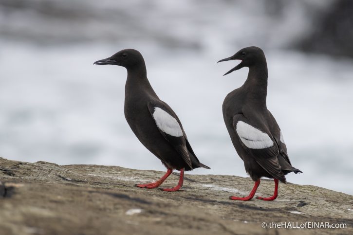 Black Guillemots - The Hall of Einar - photograph (c) David Bailey (not the)