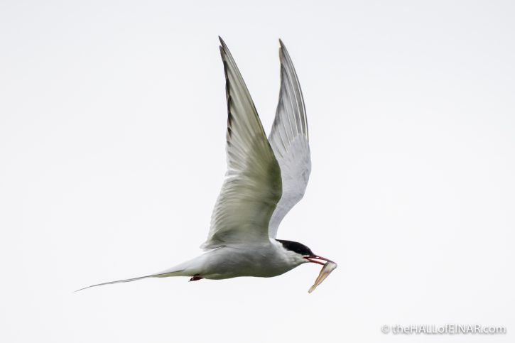 Arctic Terns - The Hall of Einar - photograph (c) David Bailey (not the)