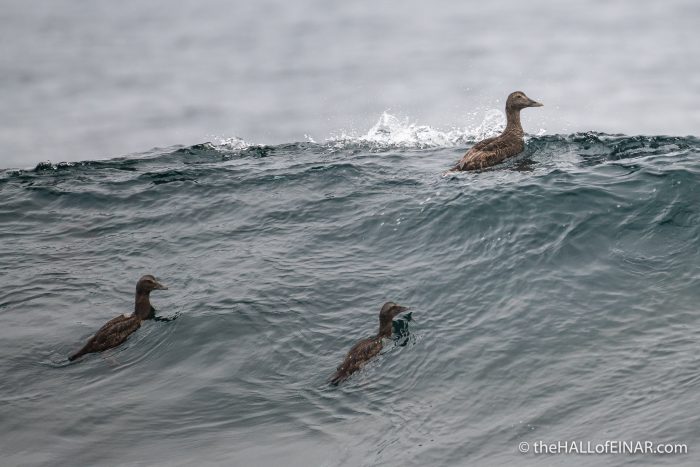 Eider - The Hall of Einar - photograph (c) David Bailey (not the)
