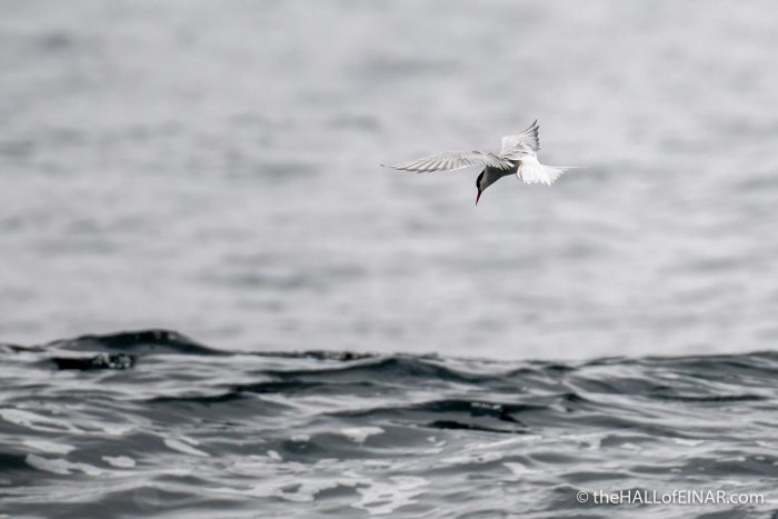 Arctic Terns - The Hall of Einar - photograph (c) David Bailey (not the)