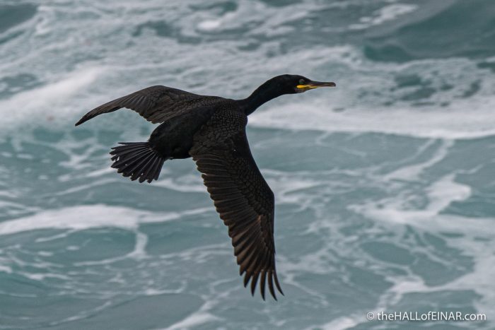 Shag - The Hall of Einar - photograph (c) David Bailey (not the)