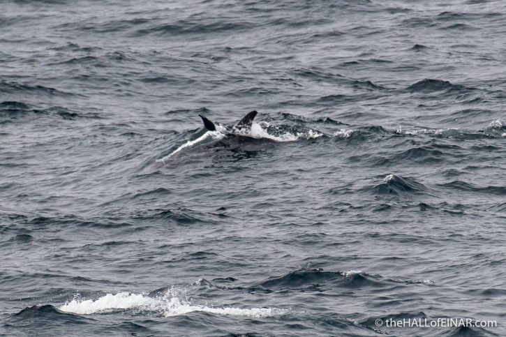 Risso's Dolphin - The Hall of Einar - photograph (c) David Bailey (not the)