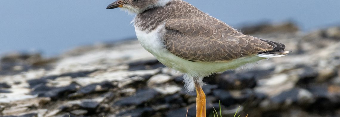 Ringed Plover - The Hall of Einar - photograph (c) David Bailey (not the)