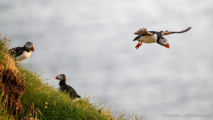 Puffins - The Hall of Einar - photograph (c) David Bailey (not the)