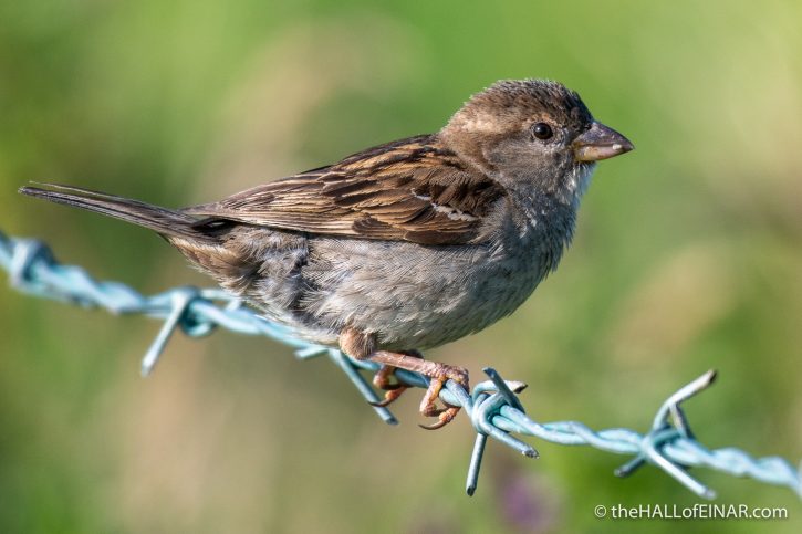 House Sparrow - The Hall of Einar - photograph (c) David Bailey (not the)