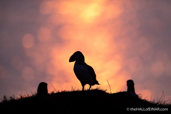 Puffin - The Hall of Einar - photograph (c) David Bailey (not the)