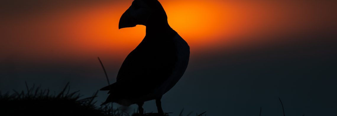 Puffin - The Hall of Einar - photograph (c) David Bailey (not the)