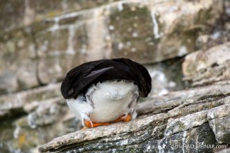 Puffin - The Hall of Einar - photograph (c) David Bailey (not the)