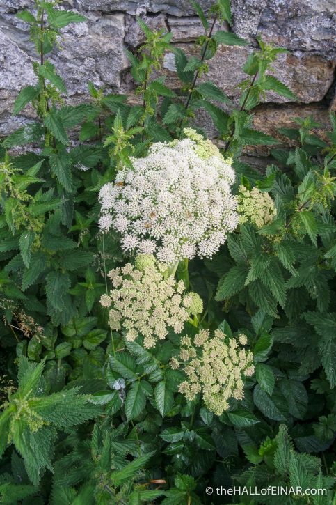 Angelica - Rack Wick Mill - The Hall of Einar - photograph (c) David Bailey (not the)