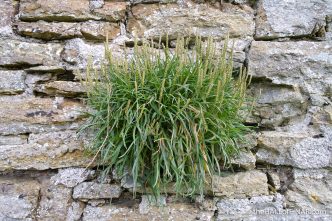 Rack Wick Mill - The Hall of Einar - photograph (c) David Bailey (not the)