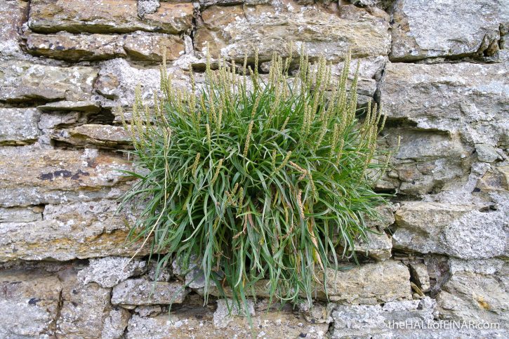 Rack Wick Mill - The Hall of Einar - photograph (c) David Bailey (not the)