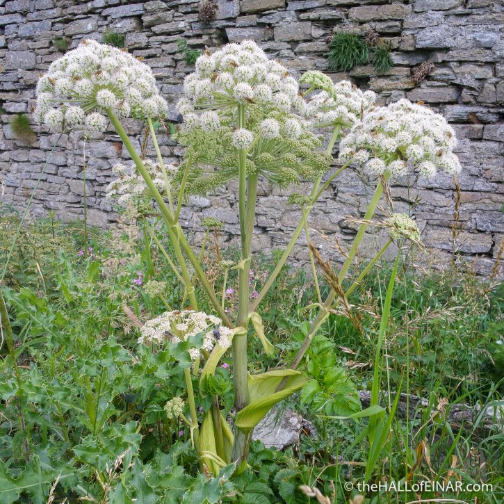 Angelica - Rack Wick Mill - The Hall of Einar - photograph (c) David Bailey (not the)