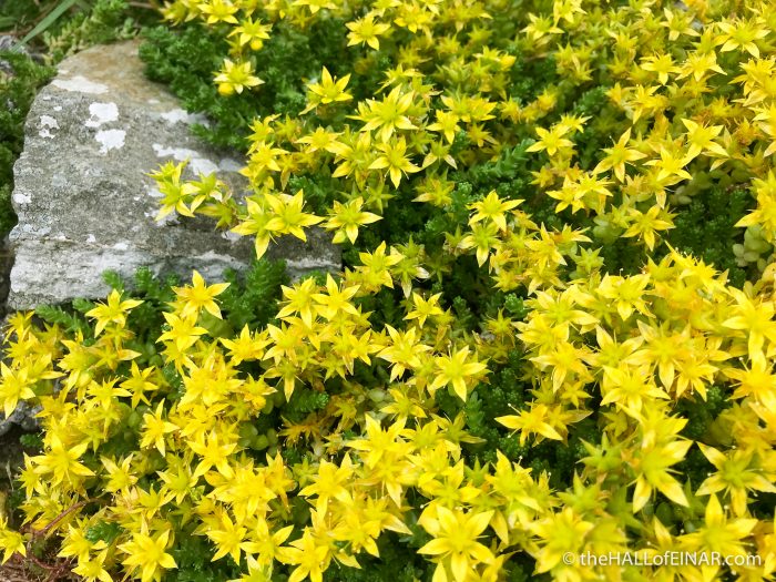 Biting Stonecrop - The Hall of Einar - photograph (c) David Bailey (not the)
