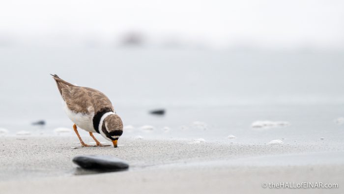 Ringed Plover - The Hall of Einar - photograph (c) David Bailey