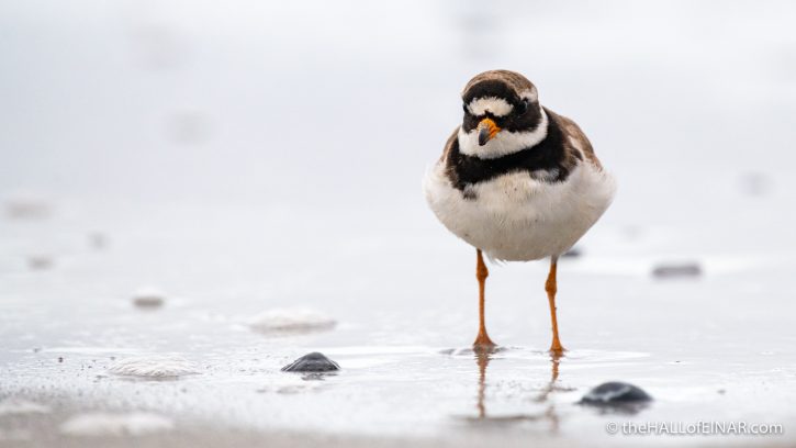 Ringed Plover - The Hall of Einar - photograph (c) David Bailey