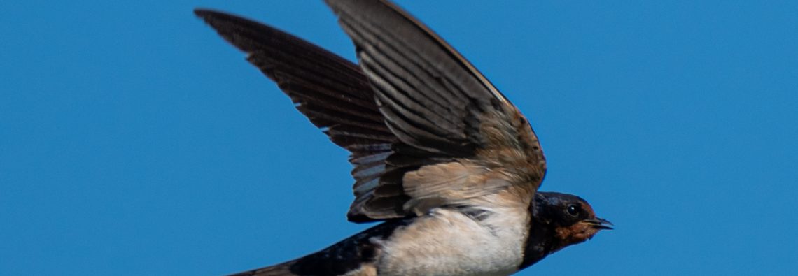 Swallow - The Hall of Einar - photograph (c) David Bailey