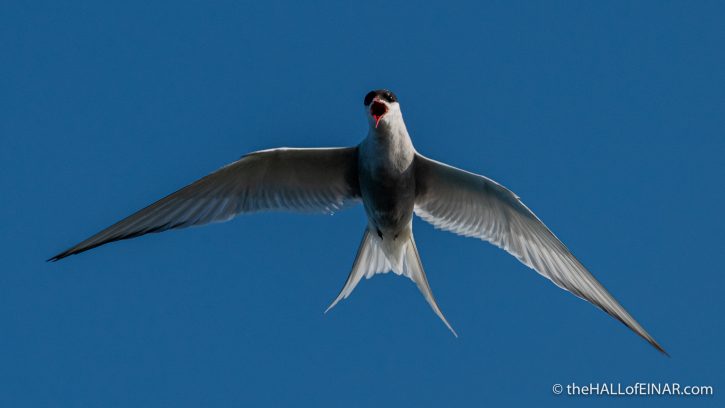 Arctic Tern - The Hall of Einar - photograph (c) David Bailey